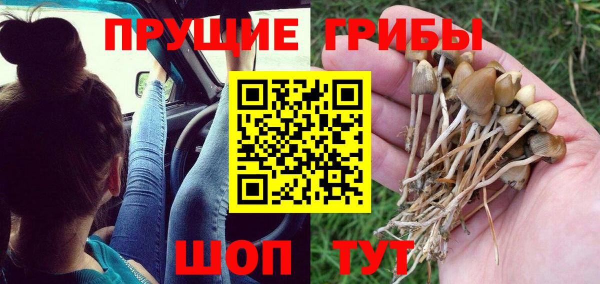 Псилоцибиновые грибы GOLDEN TEACHER  Вход с VPN  Псилоцибиновые грибы MAGIC MUSHROOMS  Добрянка 